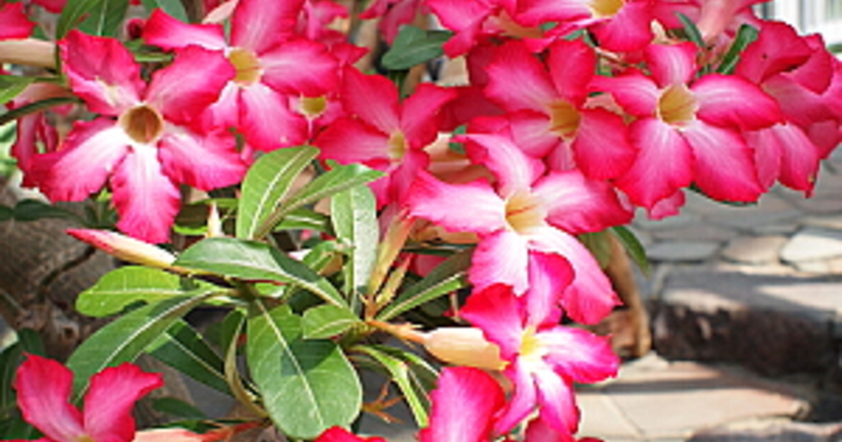 c00046ls.jpg?1753330161