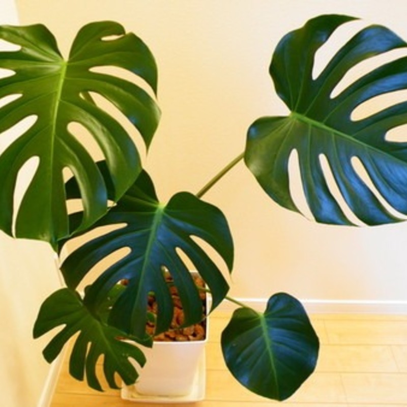 モンステラ　幸運　開運 モンステラの風水効果は？おすすめの置き場所と方角を解説 | 胡蝶蘭