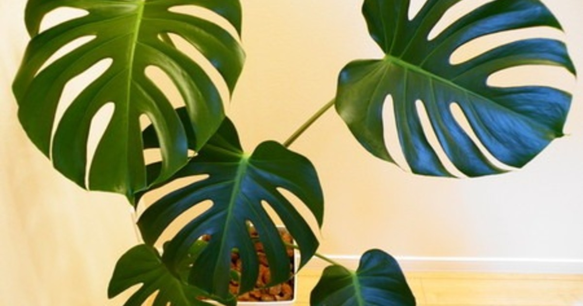 モンステラの風水効果でもっと生活を豊かに！ | ひとはなノート