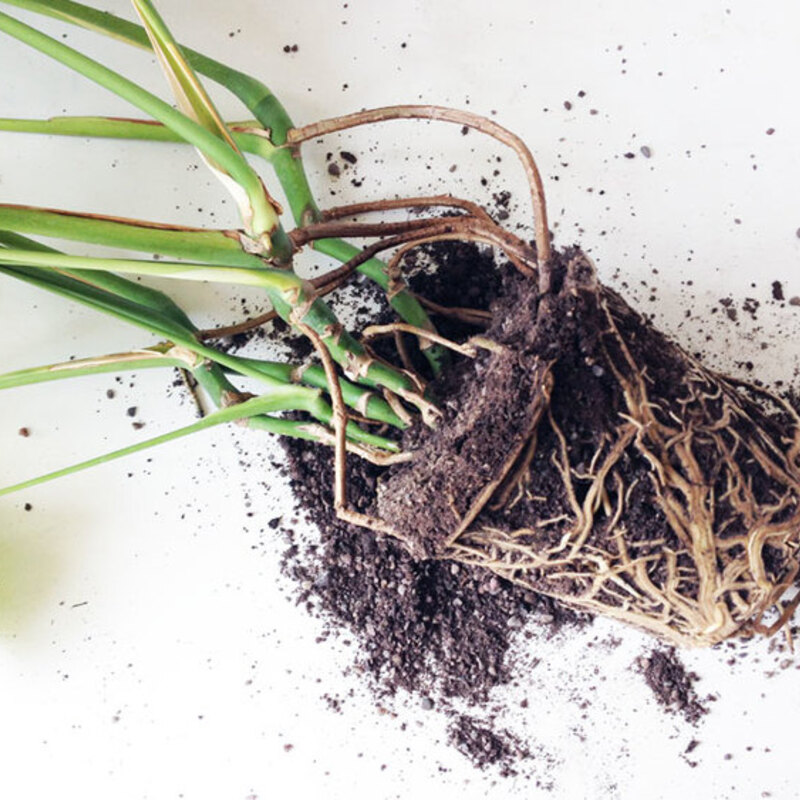 モンステラの土ならおまかせ！植え替えから育て方まで | ひとはなノート