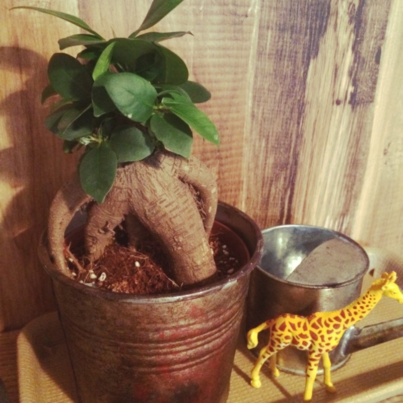 人気の観葉植物ガジュマルを徹底紹介！ | ひとはなノート
