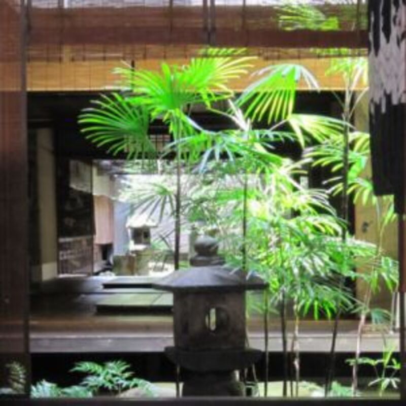 シュロチクの植え替え方法はこちら!時期や育て方とおすすめ5選もご シュロチクの植え替え方法はこちら!時期や育て方とおすすめ5選もご