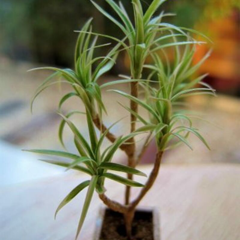ドラセナ　室内観葉
植物　 ドラセナの育て方はこれ！日常管理とお手入れ方法 | ひとはなノート