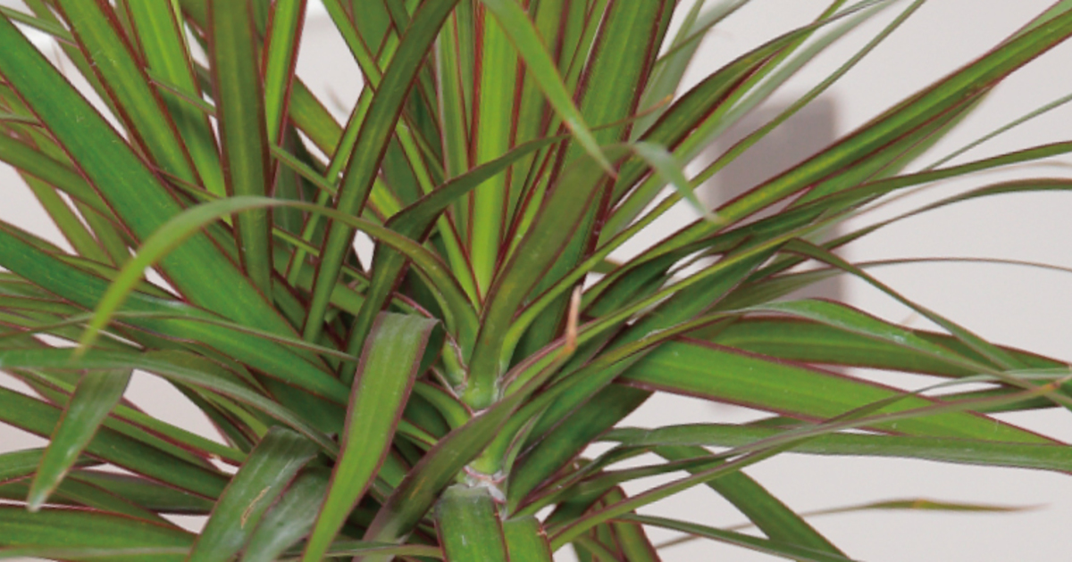 ドラセナを販売店で購入！おすすめ店舗と品種のご紹介 | ひとはなノート