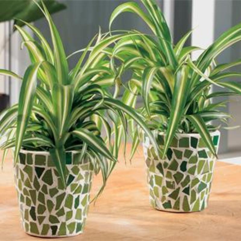 【観葉植物 】オリヅルラン 専門家に聞く、オリヅルランの育て方｜枯らさない方法や水耕栽培