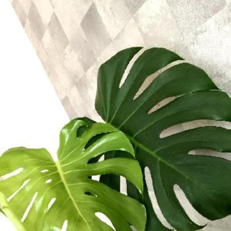 モンステラ　専用 4549509806578_02.jpg