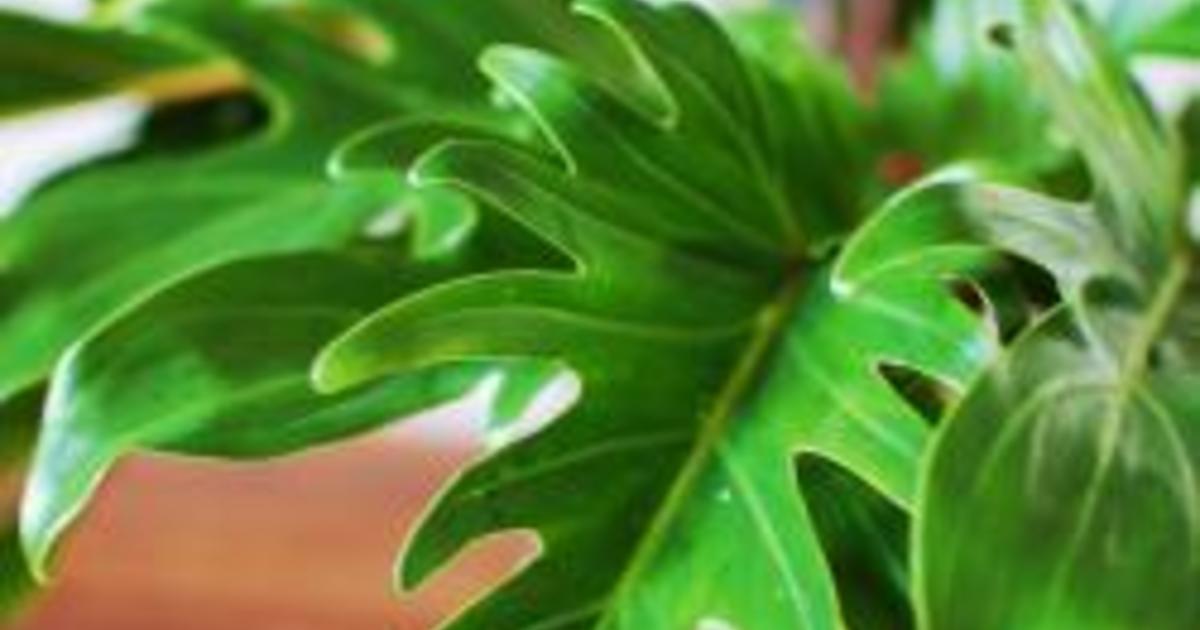 kookaburra.jpg?1472223111