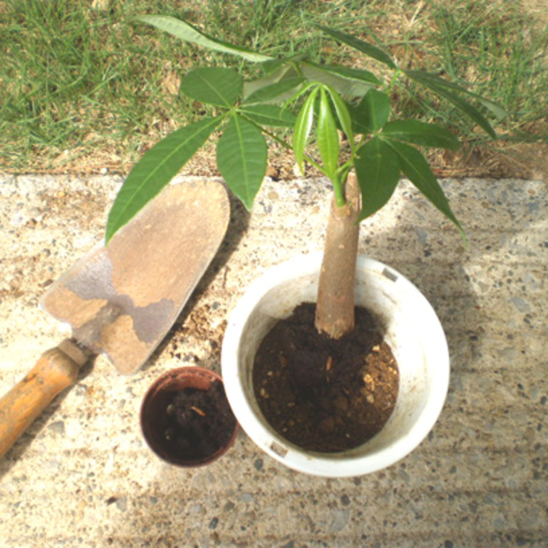 もう失敗しない パキラの正しい植え替え方法 ひとはなノート