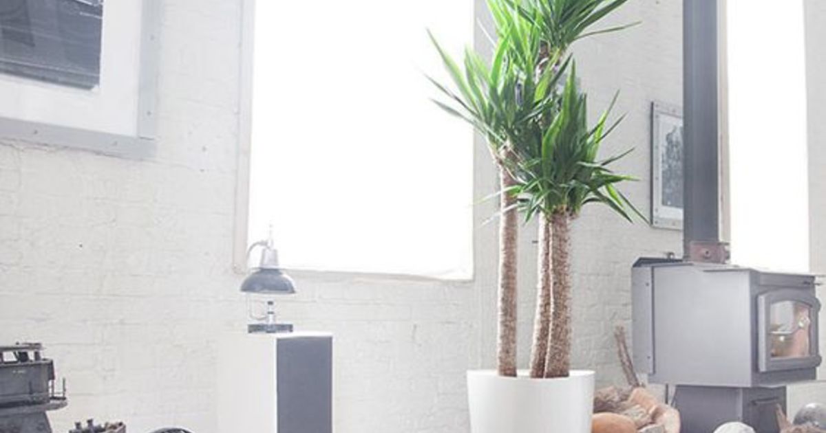 ユッカの品種8種類とその飾り方をご紹介 ひとはなノート