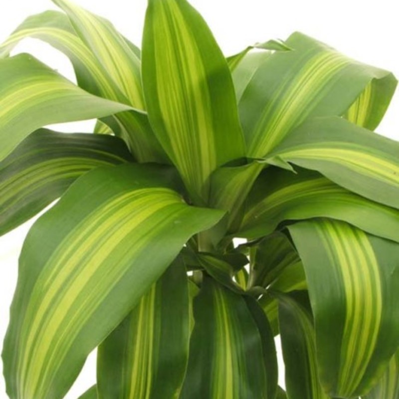 もっと知りたい ドラセナの魅力や植え替え方法 ひとはなノート