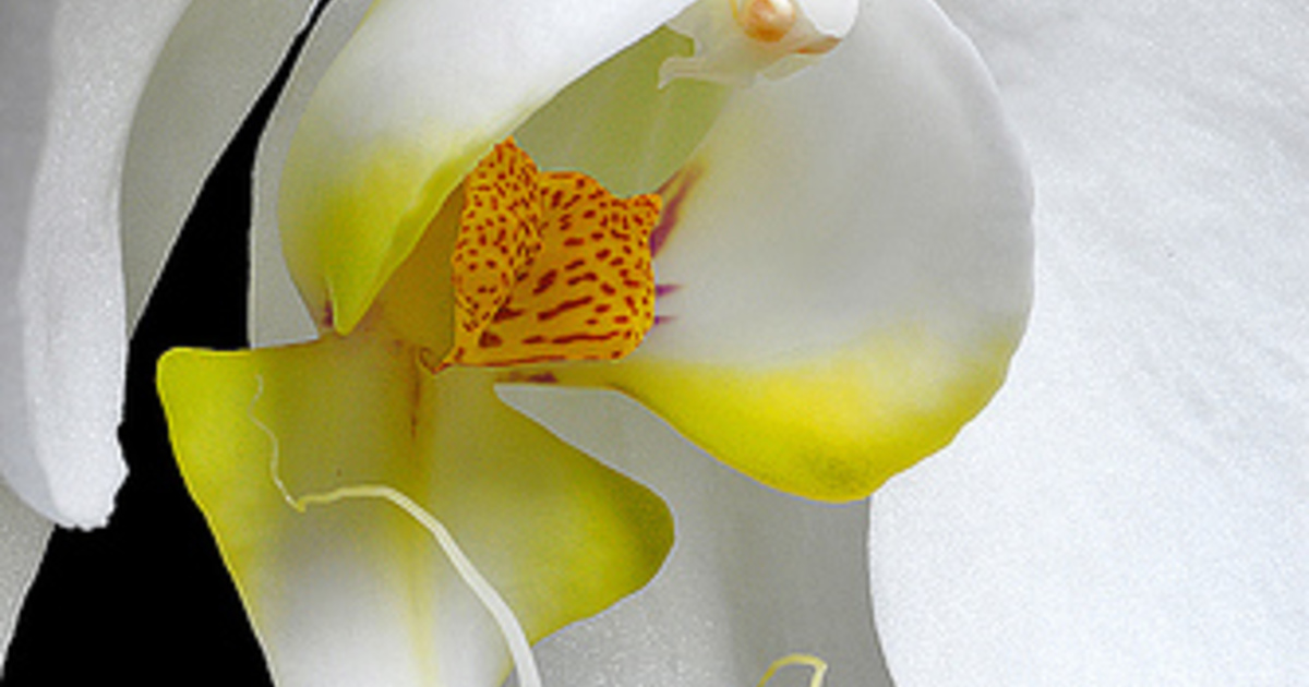 胡蝶蘭の病気の特徴と対処法について ひとはなノート