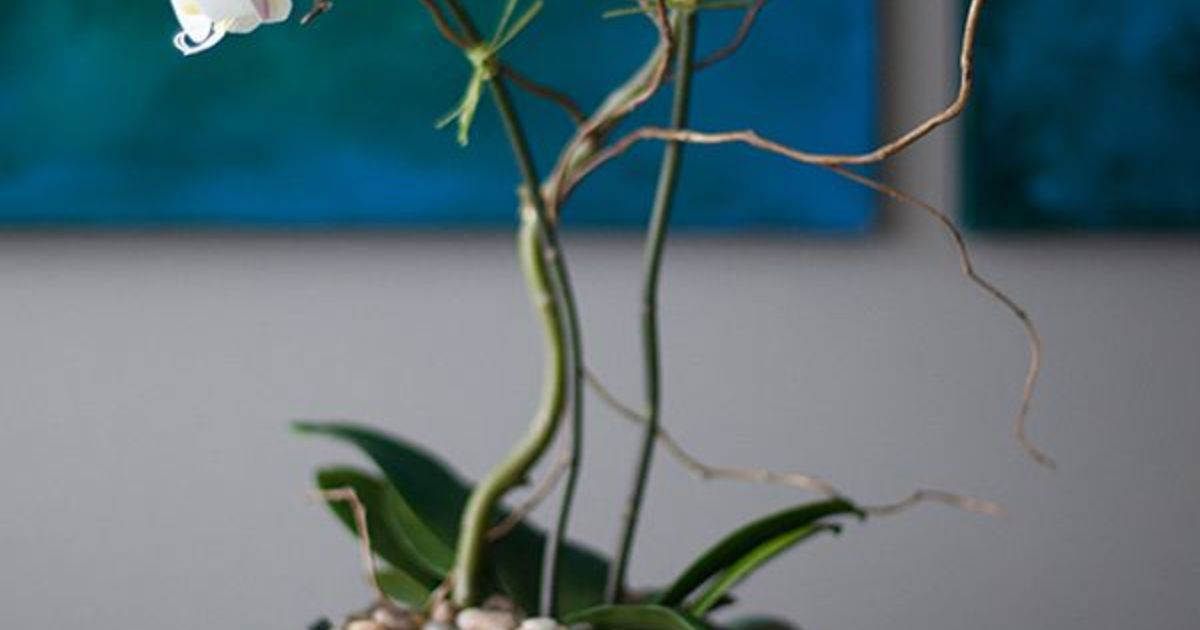 胡蝶蘭のお手入れ上手になるために ひとはなノート