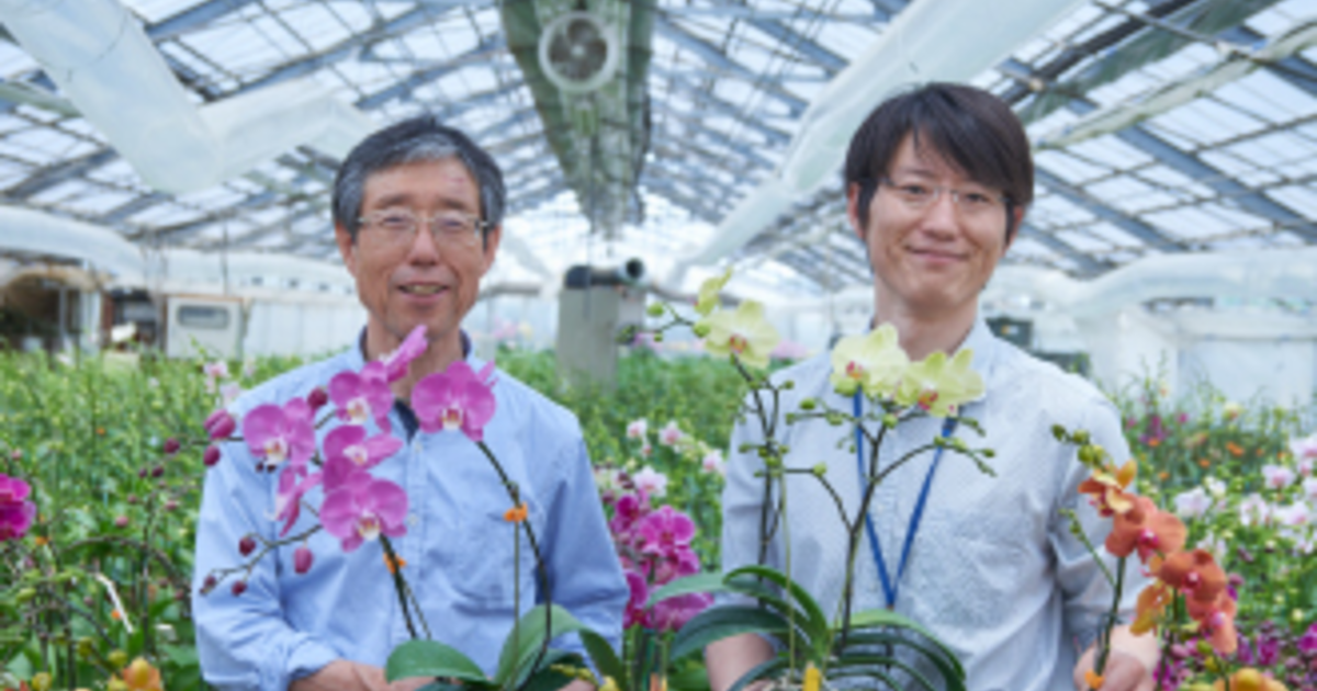 森田洋蘭園の魅力！洋蘭の鉄人と言われる理由は？ | ひとはなノート