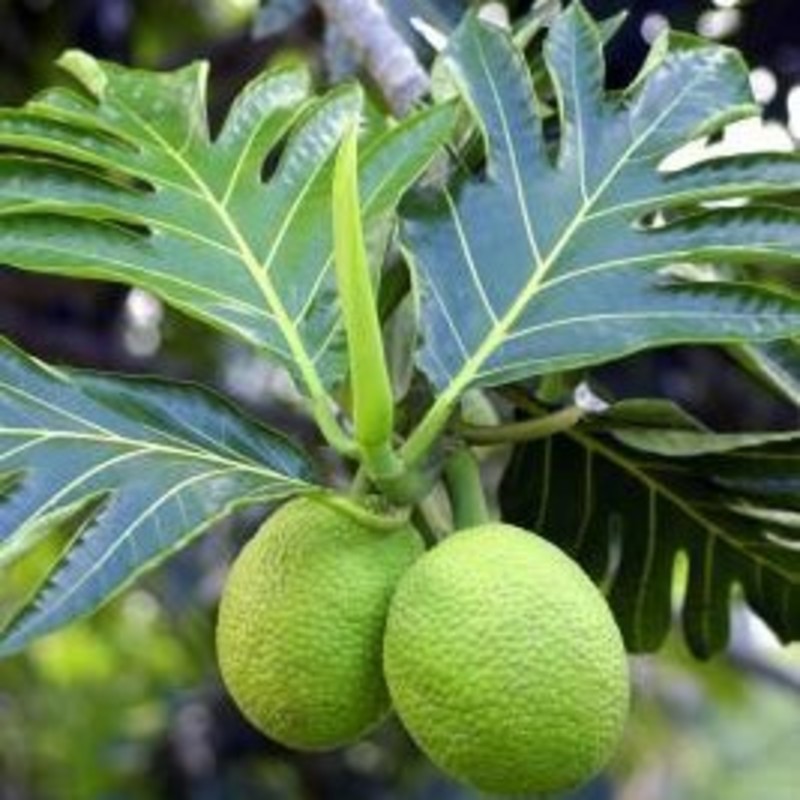 希少品種 パンノキを育ててみませんか ご購入は通販がおすすめ ひとはなノート