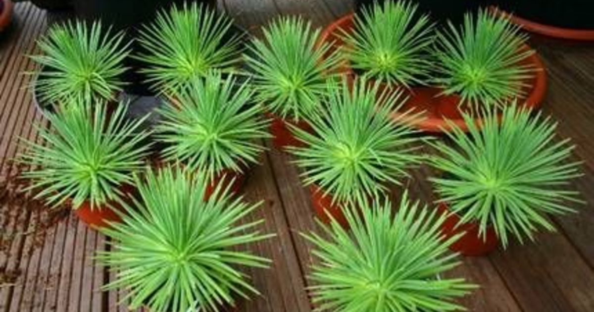 多肉植物アガベ ストリクタは通販が吉 ひとはなノート 多肉植物アガベ ストリクタは通販が吉 ひとはなノート