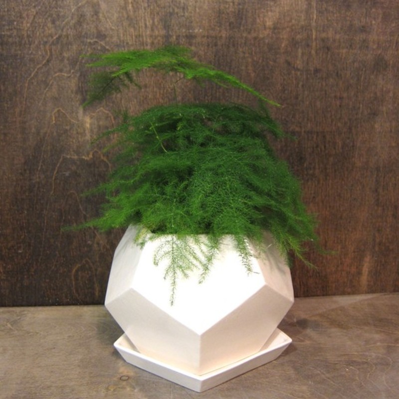 通販で買いたい！おすすめ観葉植物を彩るPOLYGO（ポリゴ）の魅力に迫る