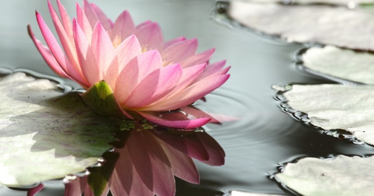 徹底解説 お供えに胡蝶蘭を贈る際のマナーを知ろう ひとはなノート