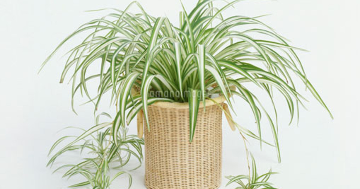 知ってた 代表的な観葉植物の種類と名前 ひとはなノート