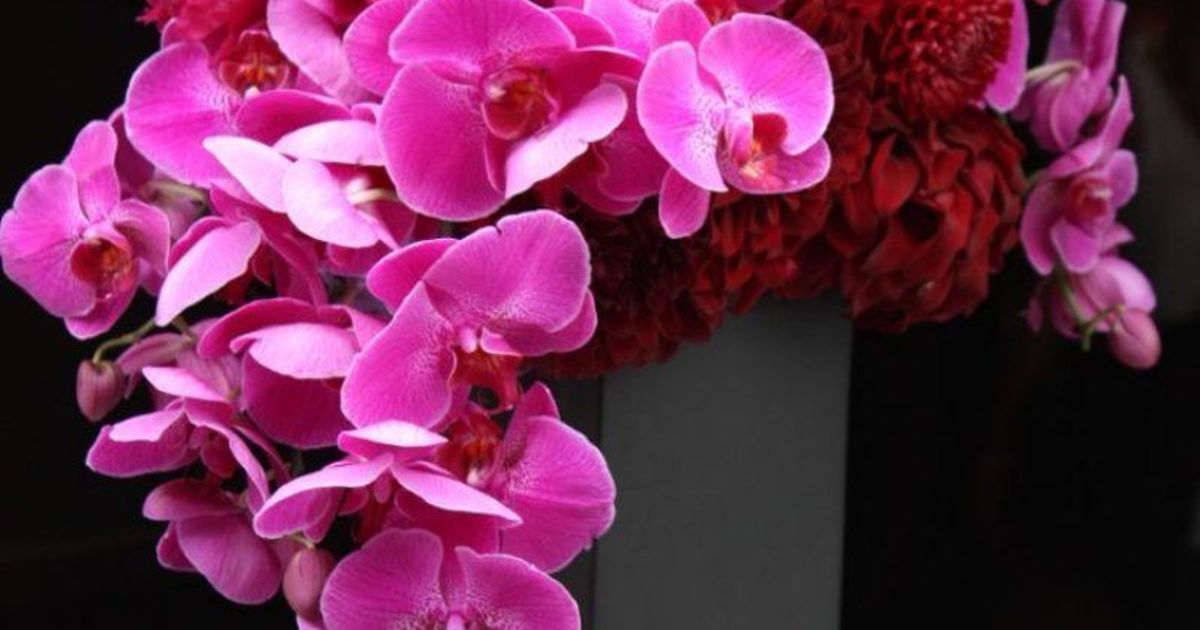 切り花は贈り物にも大活躍 魅力を徹底解説 ひとはなノート