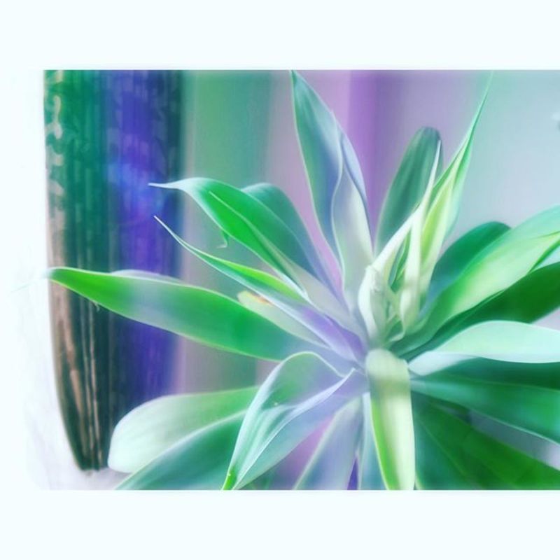 アガベアテナータの購入は通販がお得 育て方やインテリアもご紹介 ひとはなノート アガベアテナータの購入は通販がお得 育て方やインテリアもご紹介 ひとはなノート
