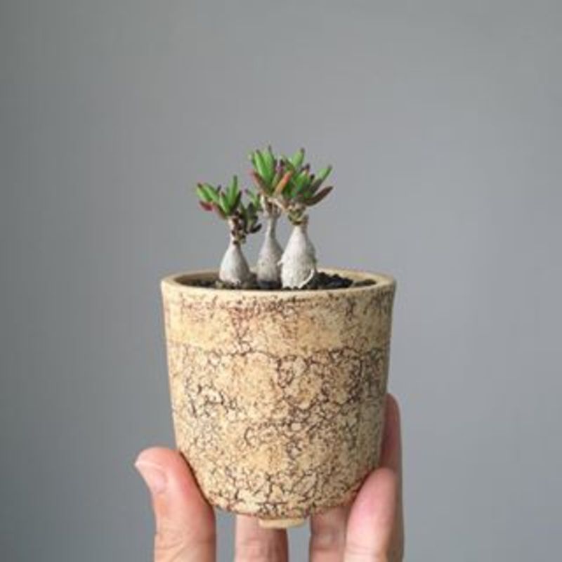 Top【選抜株】多肉植物　21915 ミルクティー20個　鉢無し/脱土 Top【選抜株】多肉植物 21915 ミルクティー20個 鉢無し/脱土 Top【選抜