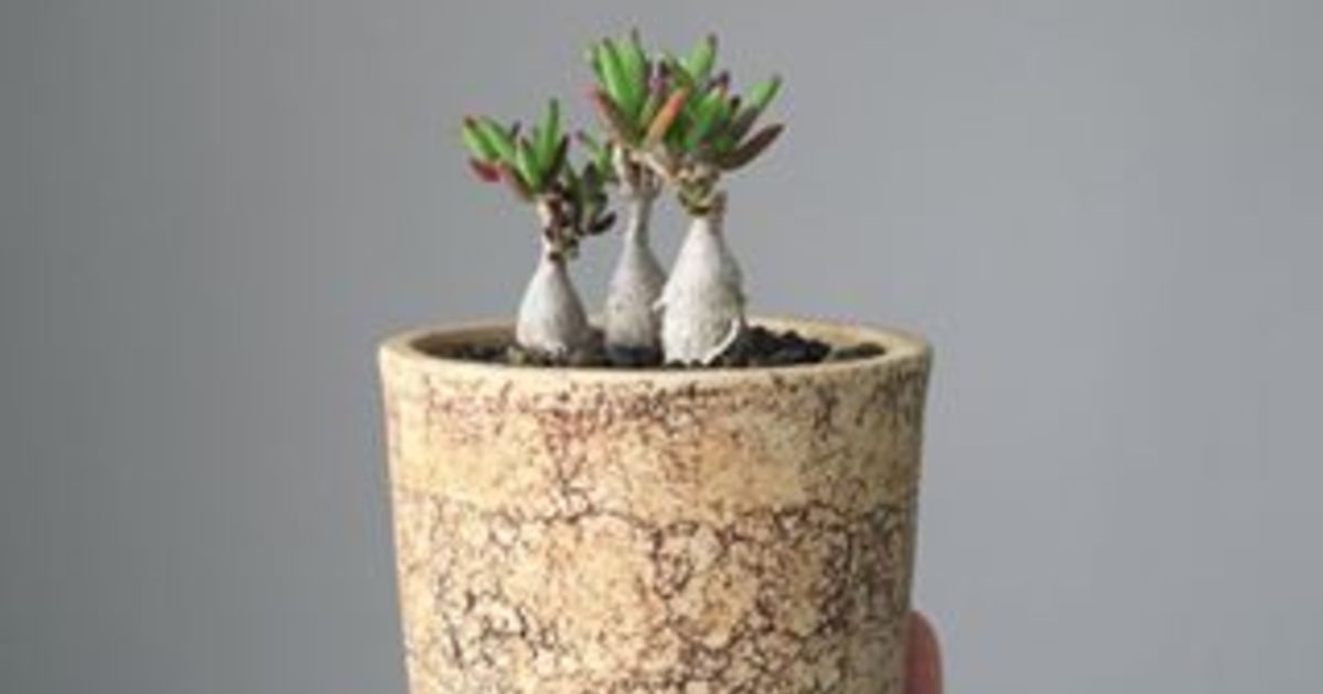 13381431_614529815386961_54019