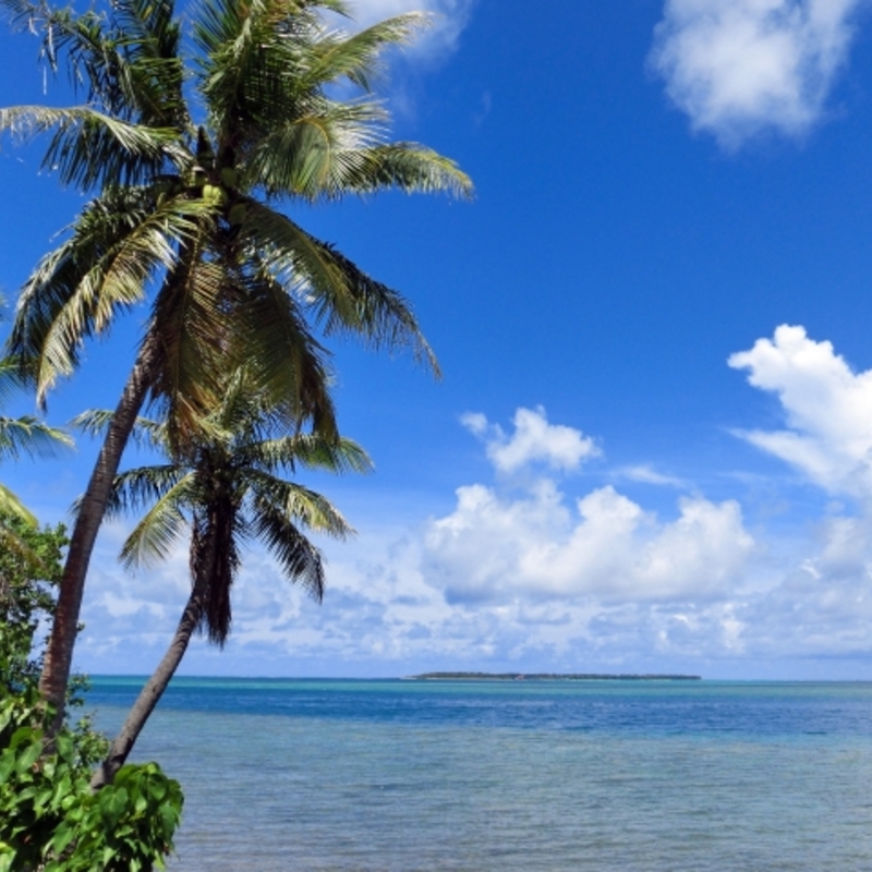 南国ムード満点のアレカヤシを買うなら通販で ひとはなノート