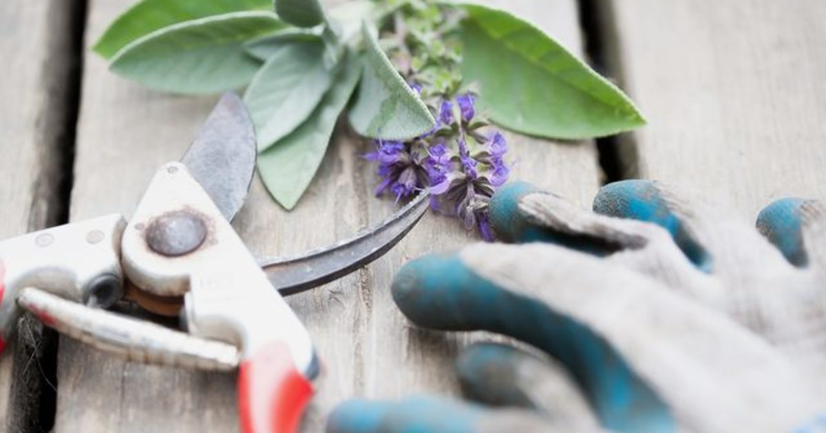 観葉植物の正しい剪定方法をマスターしよう ひとはなノート