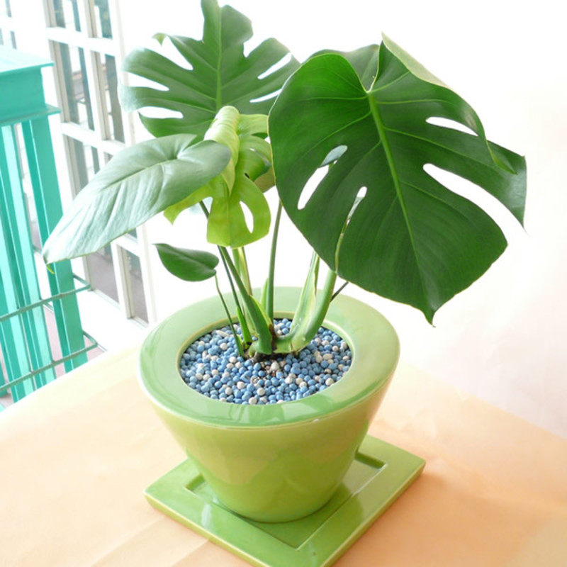 様々な種類が販売されている観葉植物の魅力とは | ひとはなノート
