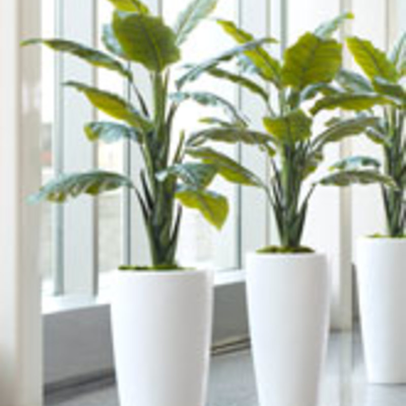3万円以下で箔が付く！観葉植物ギフトには鉢カバーを有効活用しよう 