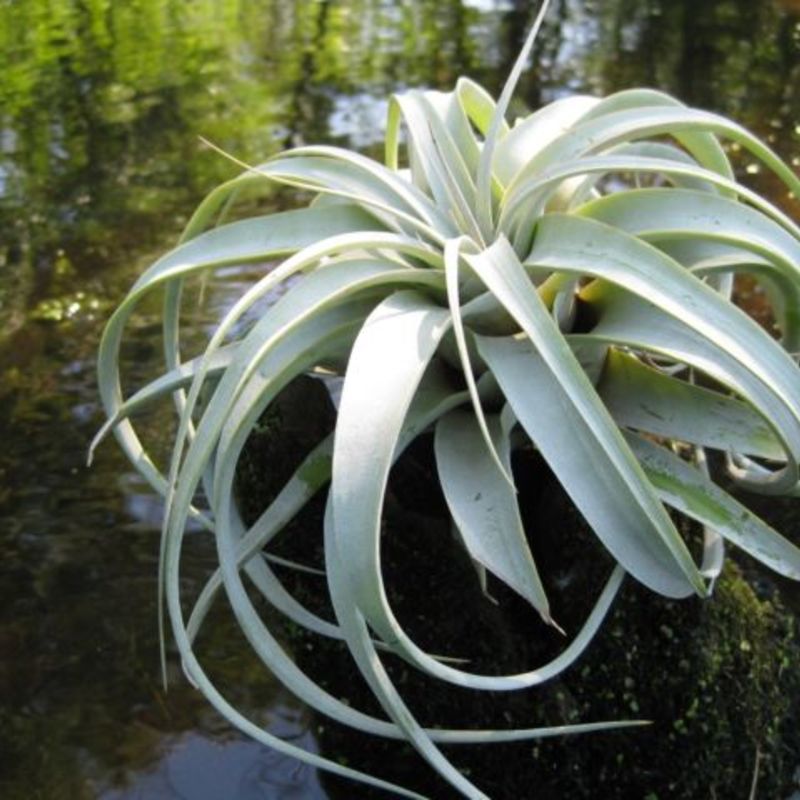 抜群の存在感！チランジア・キセログラフィカは通販で手に入れる