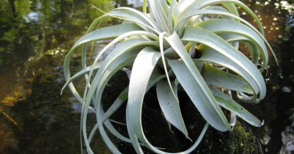 抜群の存在感！チランジア・キセログラフィカは通販で手に入れる