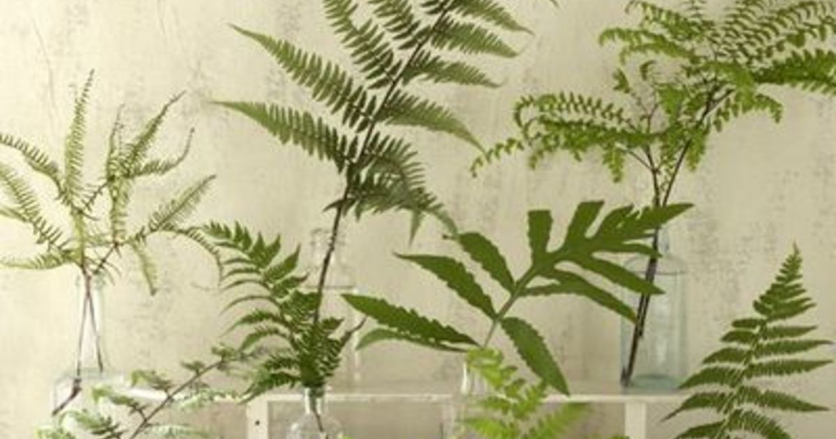 シダ系観葉植物の種類 品種と育て方 ひとはなノート