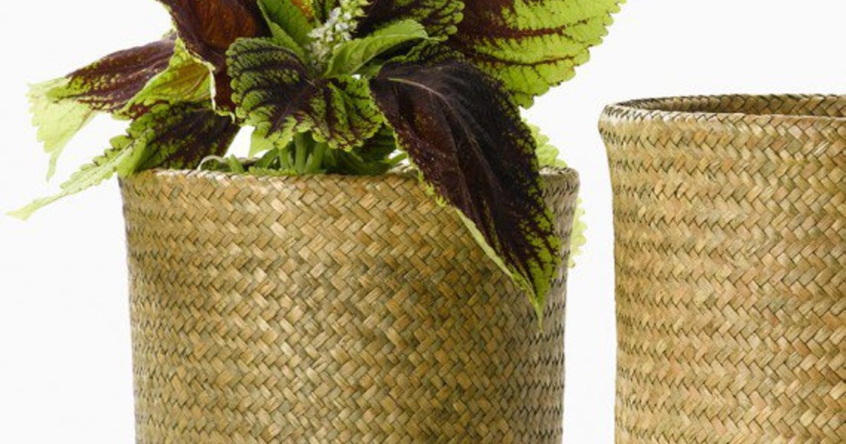 最新情報！観葉植物を入れるバスケット鉢カバーの魅力 | ひとはなノート