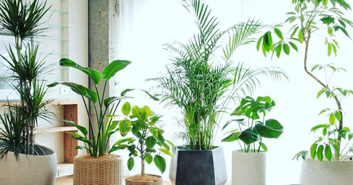 天然素材の鉢カバーTeak Woodで観葉植物を1ランク上のインテリアに