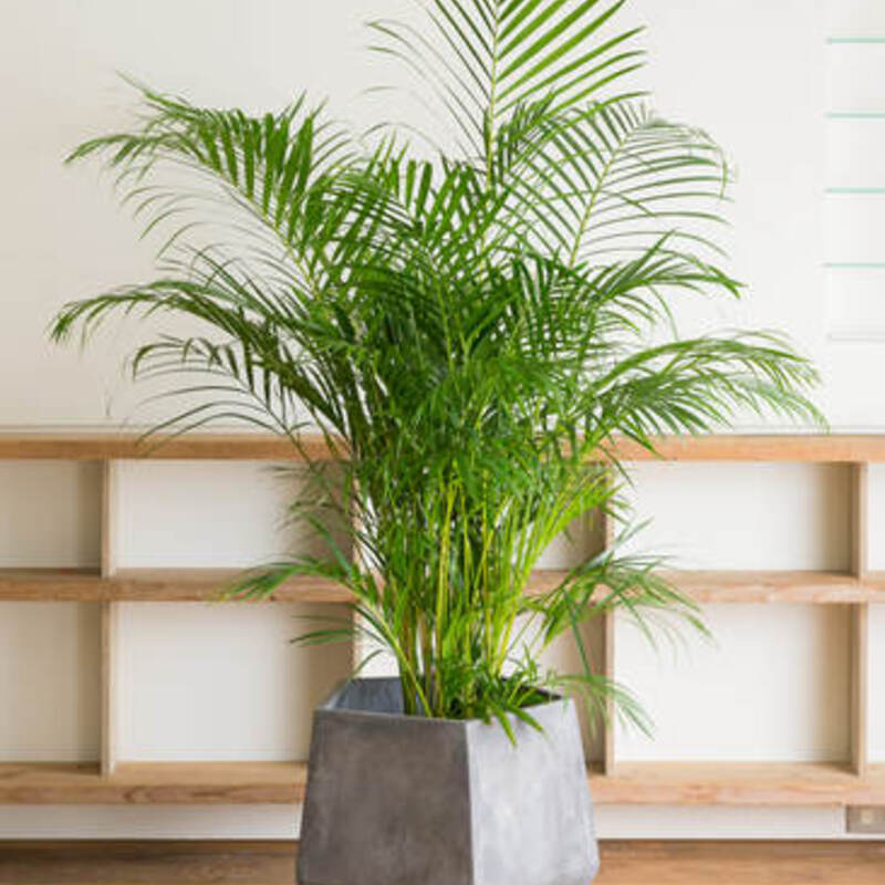 人気のアレカヤシ 育て方やサイズ別飾り方 ひとはなノート