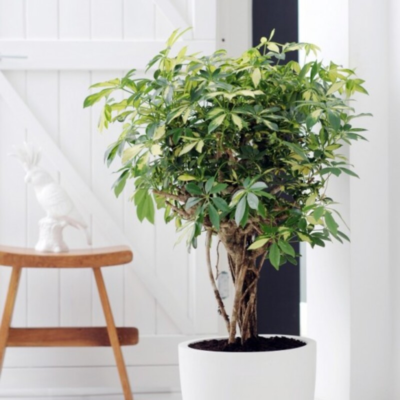 初心者におすすめ 丈夫な観葉植物トップクラスのシェフレラを知ろう ひとはなノート