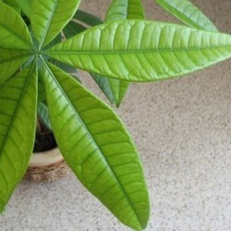 観葉植物パキラの育て方 ひとはなノート