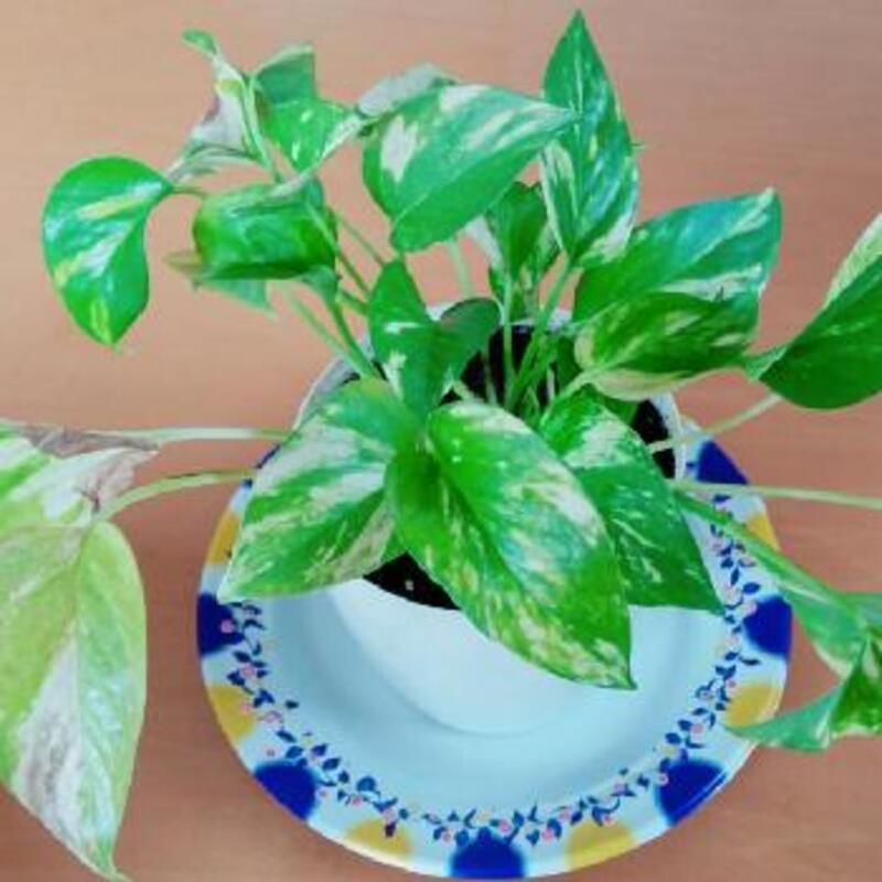 ポトスファン必見 ポトスエンジョイの魅力とおすすめインテリア ひとはなノート