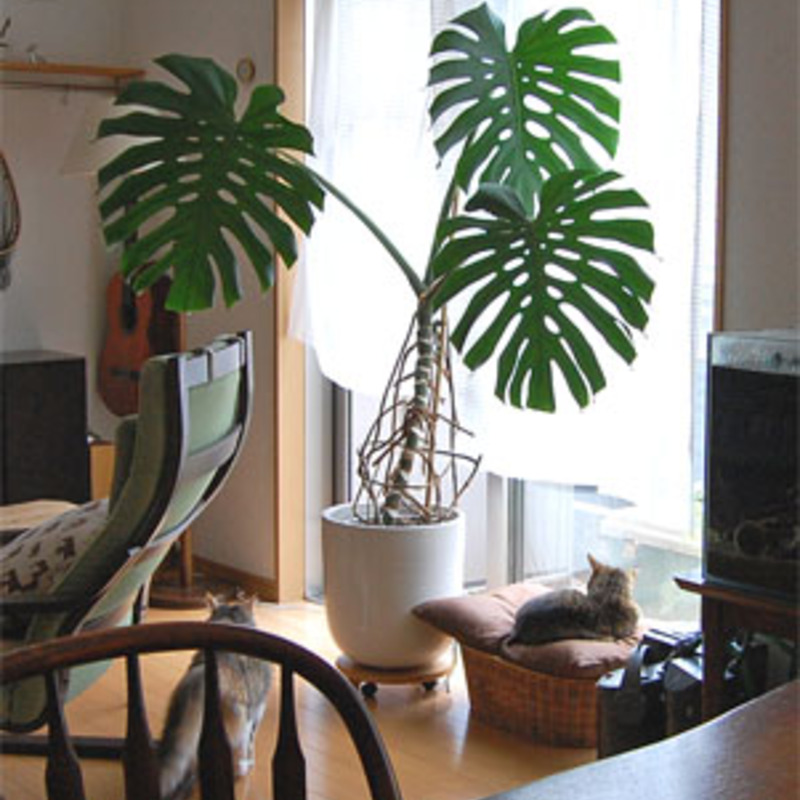 魅力たっぷり観葉植物モンステラのある暮らし ひとはなノート