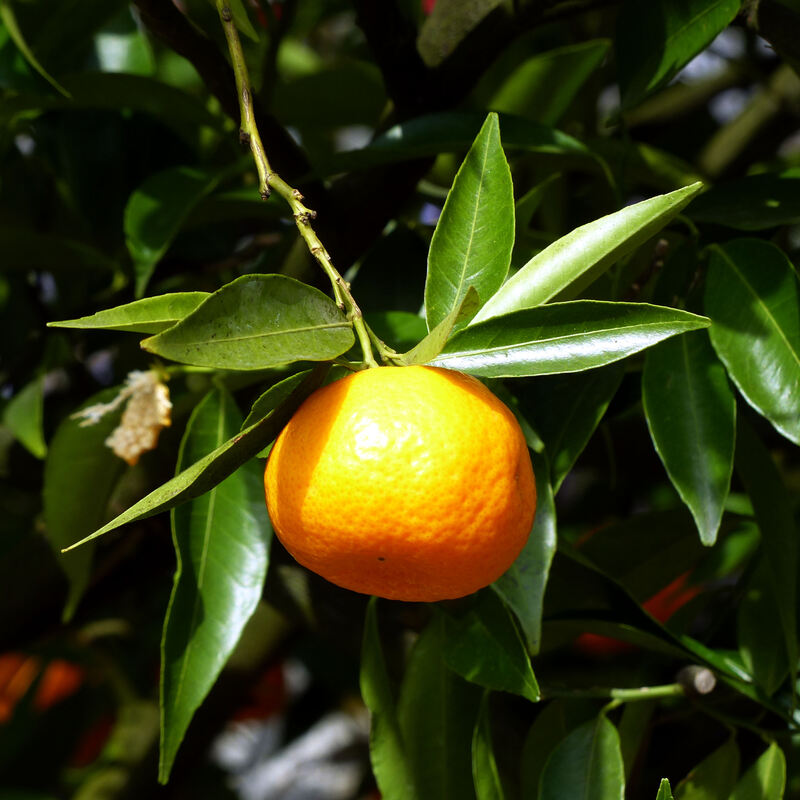 果樹栽培に挑戦 ぽんかんの育て方とおしゃれな楽しみ方をご紹介 ひとはなノート