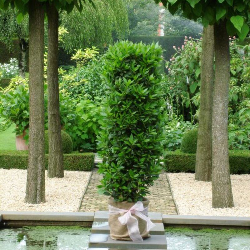 月桂樹さん専用 月桂樹を通販！勝利の木は用途もたくさん | ひとはなノート