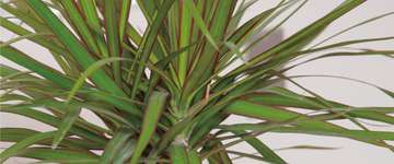 Dracaena concinna