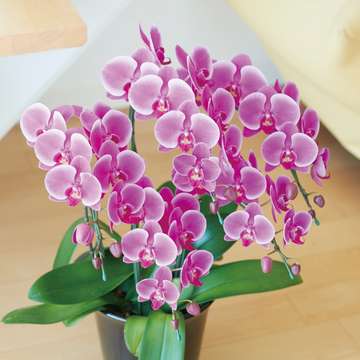 Mediumflower