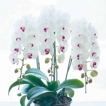 Largeflower