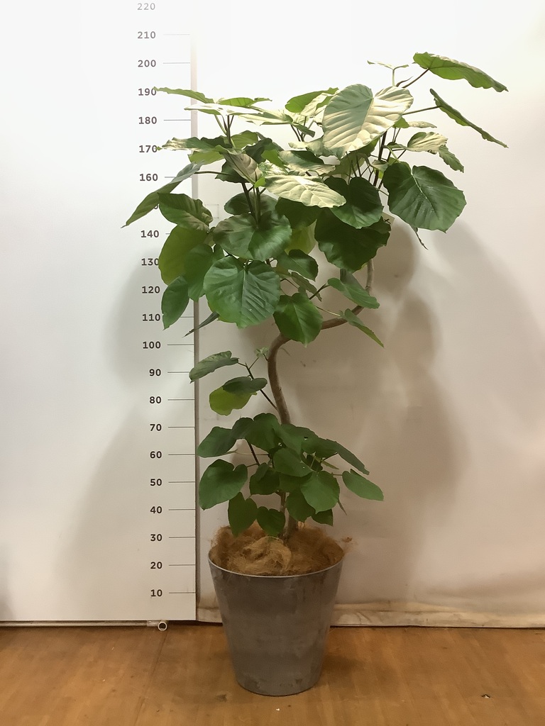 観葉植物 フィカス ウンベラータ 10号 曲がり 竹バスケット 付き