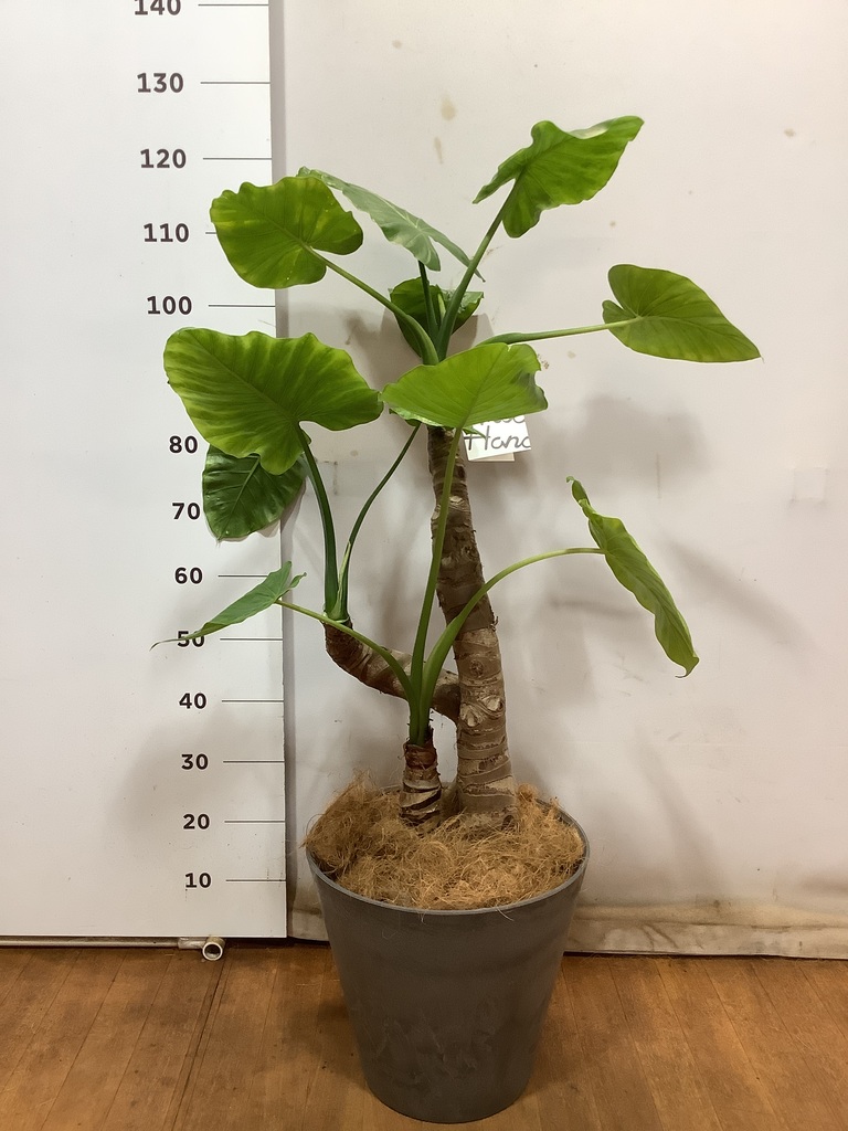 観葉植物 アロカシア 8号 オドラ（クワズイモ） アートストーン