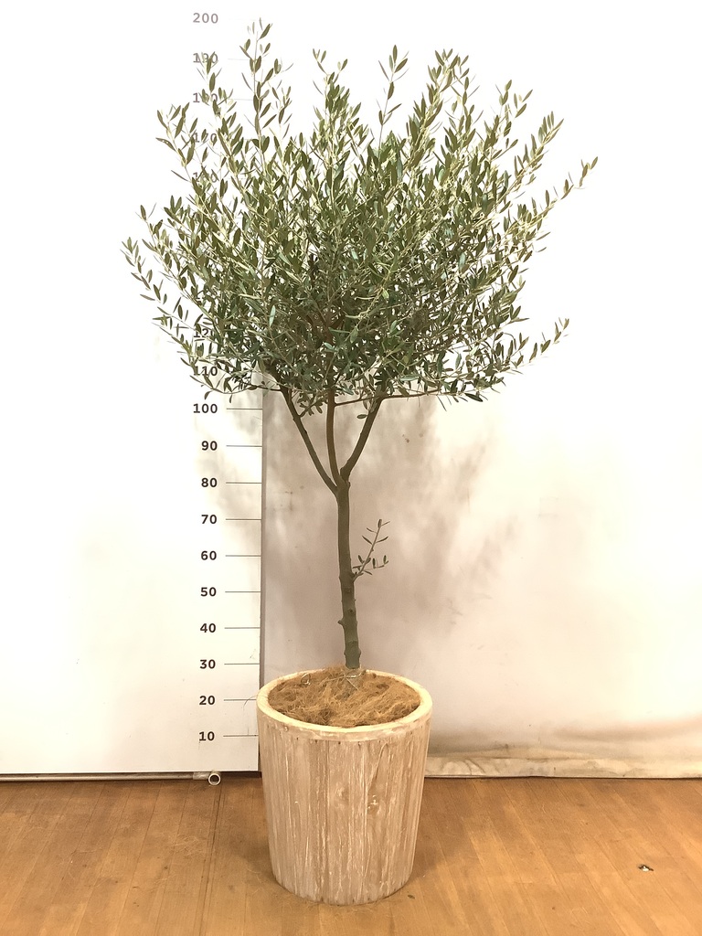 観葉植物 オリーブ 10号 創樹 プラスチック鉢 | 観葉植物ならHitoHana