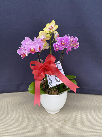 現品SALE❗️ミニ胡蝶蘭❤️５種セット 現品SALE❗️ミニ胡蝶蘭❤️5種セット - メルカリ