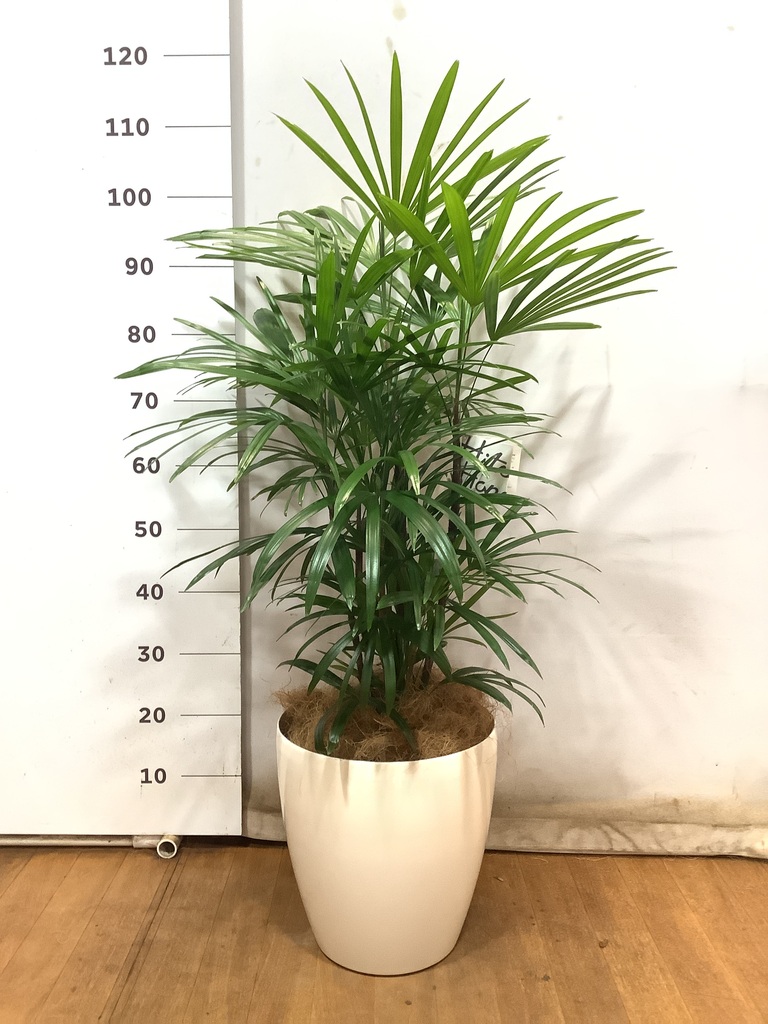 観葉植物 シュロチク（棕櫚竹） 8号 プラスチック鉢 | 観葉植物